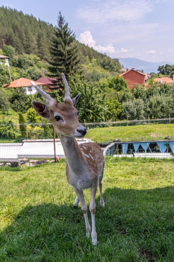 Tihiat Kut Complex Hotel Kyustendil Luaran gambar